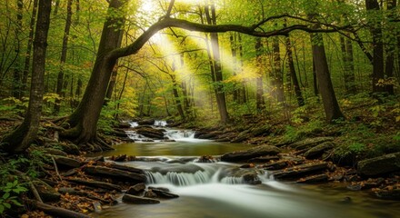 Obraz premium Serene Woodland Stream with Sunbeams Filtering Through Autumn Trees