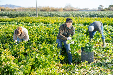 Asian and caucasian women harvesting celery on vegetable field with co-worker man.