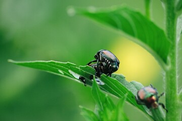 マメコガネの交尾