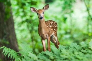 a fawn bewildered in the middle of the old forest