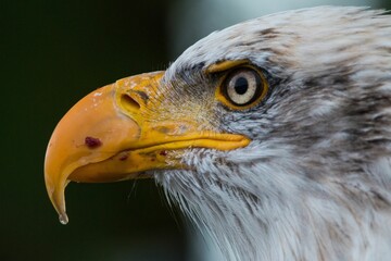 The face of a beautiful and mighty eagle