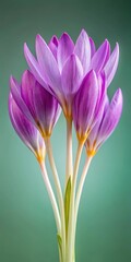 Fototapeta premium delicate purple petals of Colchicum autumnale flowers unfolding from a sturdy stem