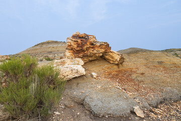Petrified Forest at Theodore Roosevelt National Park, North Dakota