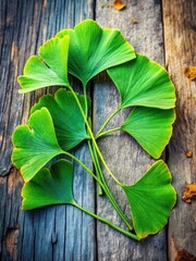 Close-up of vibrant green Ginkgo Biloba leaves on a rustic wooden background