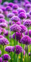 Densely bloomed purple flowers with soft petal texture and gentle curves