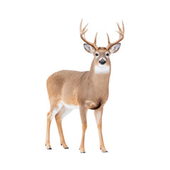Obraz premium A majestic white-tailed deer stands gracefully against a soft. neutral background. showcasing its impressive antlers and alert posture. ideal for nature-themed projects and wildlife conservation effor