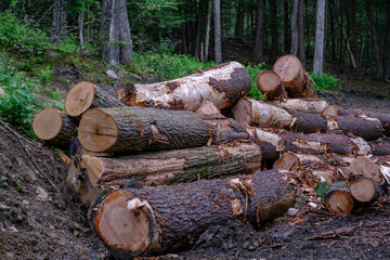 Stacked Cut Logs in Forest Clearing