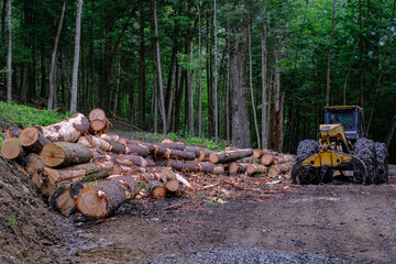 Logging Tractor and Stacked Timber in Forest