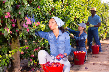 Three farmers working in a fruit nursery are picking ripe plums from a tree, putting the fruits in...