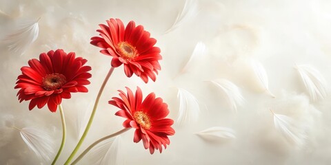 Three Vibrant Red Gerbera Daisies Gracefully Arranged Amidst a Cloud of Delicate White Feathers, Evoking a Sense of Serenity and Natural Beauty