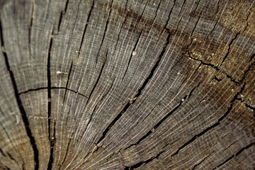 old wood background