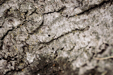 Oak Tree Textures 