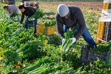 African american farm worker picking crop of ripe celery leaves on field on sunny spring day....