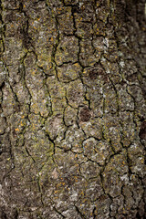 Oak Tree Textures 