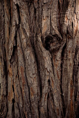 bark of a tree