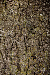 tree bark texture