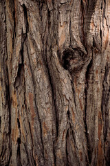 bark of a tree