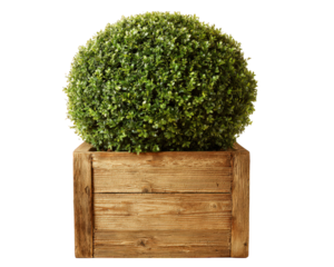 Round topiary bush green foliage wooden planter isolated on transparency background natural decor garden plant landscaping fresh vibrant ornamental cheerful