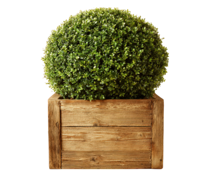 Round topiary bush green foliage wooden planter isolated on transparency background natural decor garden plant landscaping fresh vibrant ornamental cheerful