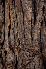 bark of a tree