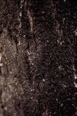 tree bark texture