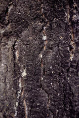 tree bark texture