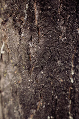 tree bark texture