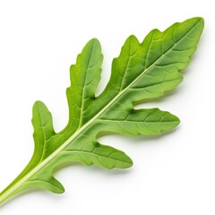 Single Green Leaf on White Background