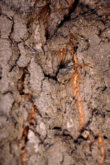 tree bark texture