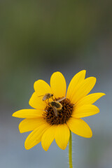 Small yellow sunflower with bee