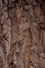 tree bark texture