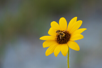 Small yellow sunflower with bee