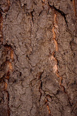 tree bark texture