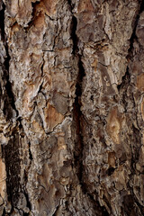 Tree Textures
