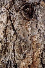 Tree Textures