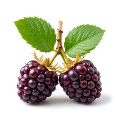 Two Ripe Blackberries with Green Leaves on White Background