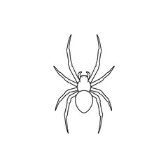 spider on a white background
