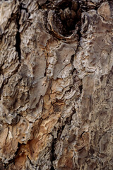 bark of a tree