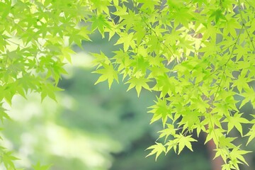 新緑の青もみじとキラキラ木漏れ日