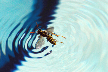 INSECTS- Close Up of Colorful Wasp Floating in a Pond