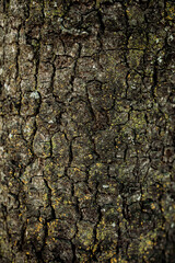tree bark texture