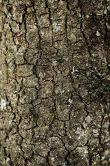 tree bark texture