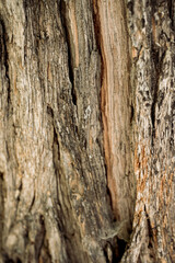 bark of a tree