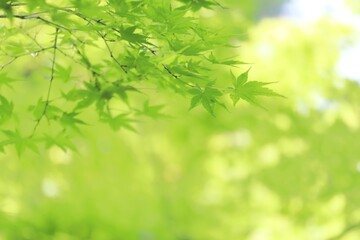 青モミジと木漏れ日