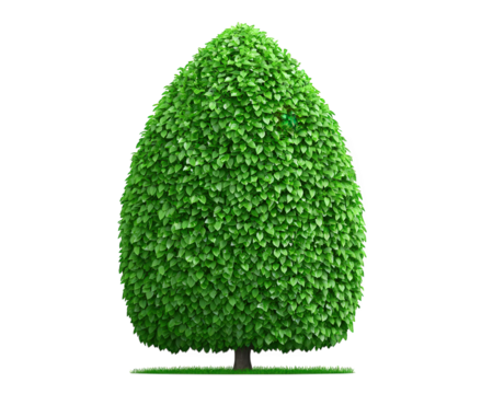 Teardrop shaped bush tree lush green foliage isolated on transparency background vibrant natural decorative landscaping outdoor garden peaceful