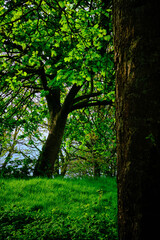 trees in the park