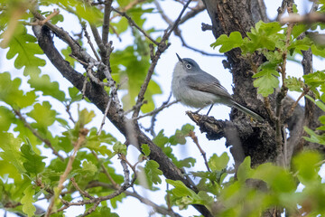 A wild blue-gray gnatcatcher perched in a tree in a park in Colorado.