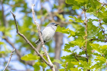 Obraz premium A wild blue-gray gnatcatcher perched in a tree in a park in Colorado.