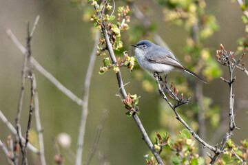 Fototapeta premium A wild blue-gray gnatcatcher perched in a tree in a park in Colorado.