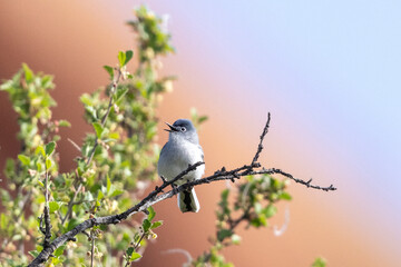 A wild blue-gray gnatcatcher perched in a tree in a park in Colorado.